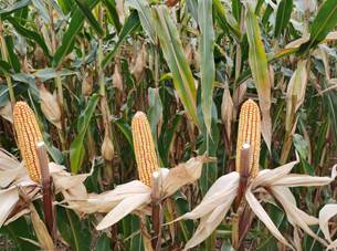 96b2d80cc70c5c76eadb175aaa8807d